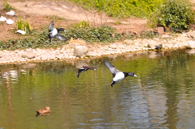 tufted duck, regents park-1.jpg - TUFTED DUCKS - REGENTS PARK - APRIL 2010